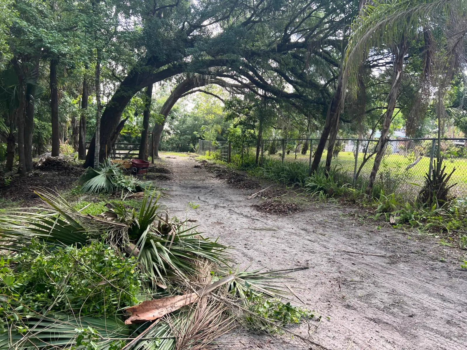 Cleared sand lane running under moss draped oaks with cut palm fronds and brush stacked along the edge after clearing