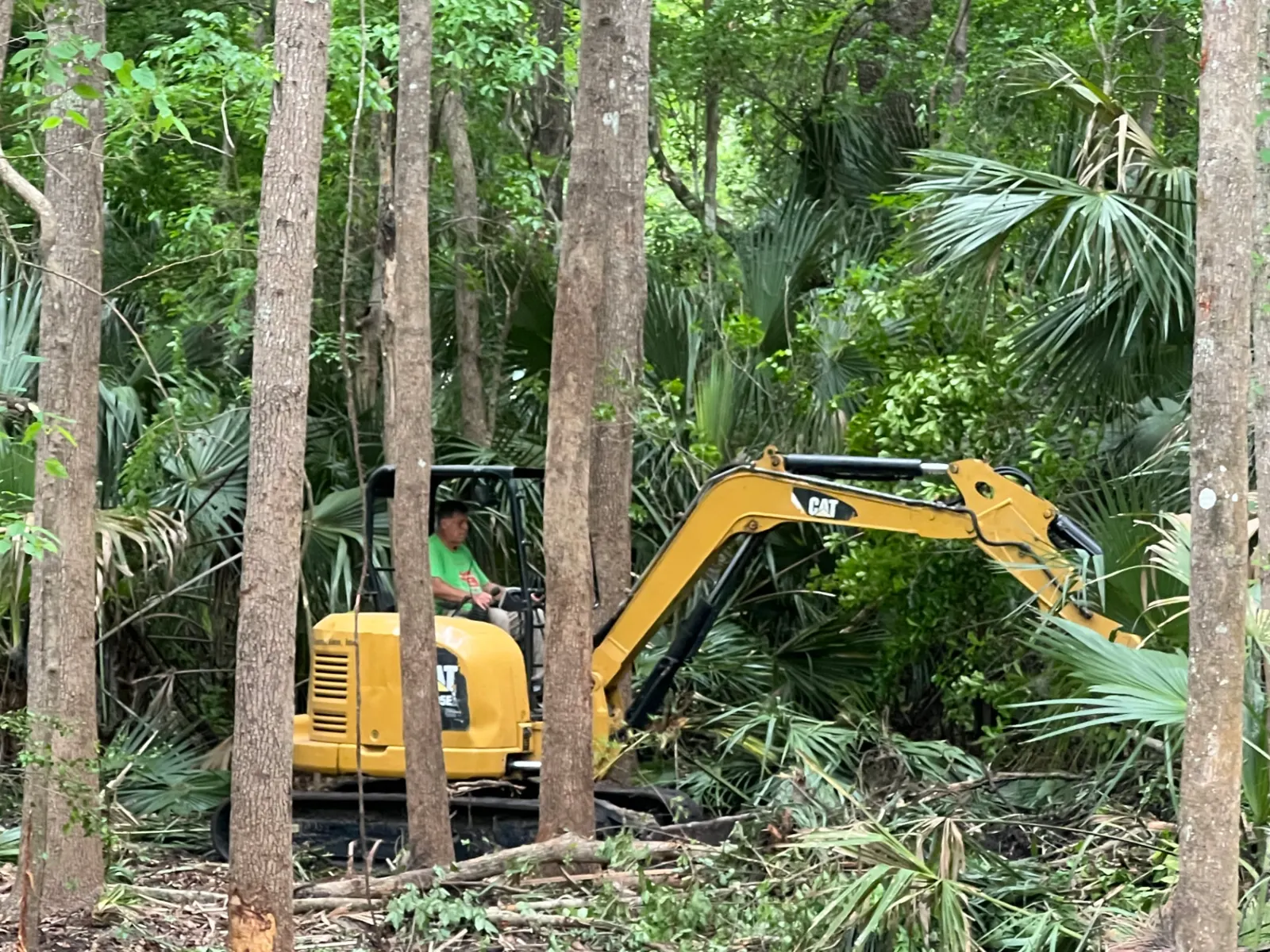 CAT mini excavator clearing saw palmetto and scrub from under pines and cabbage palms on a wooded Central Florida property