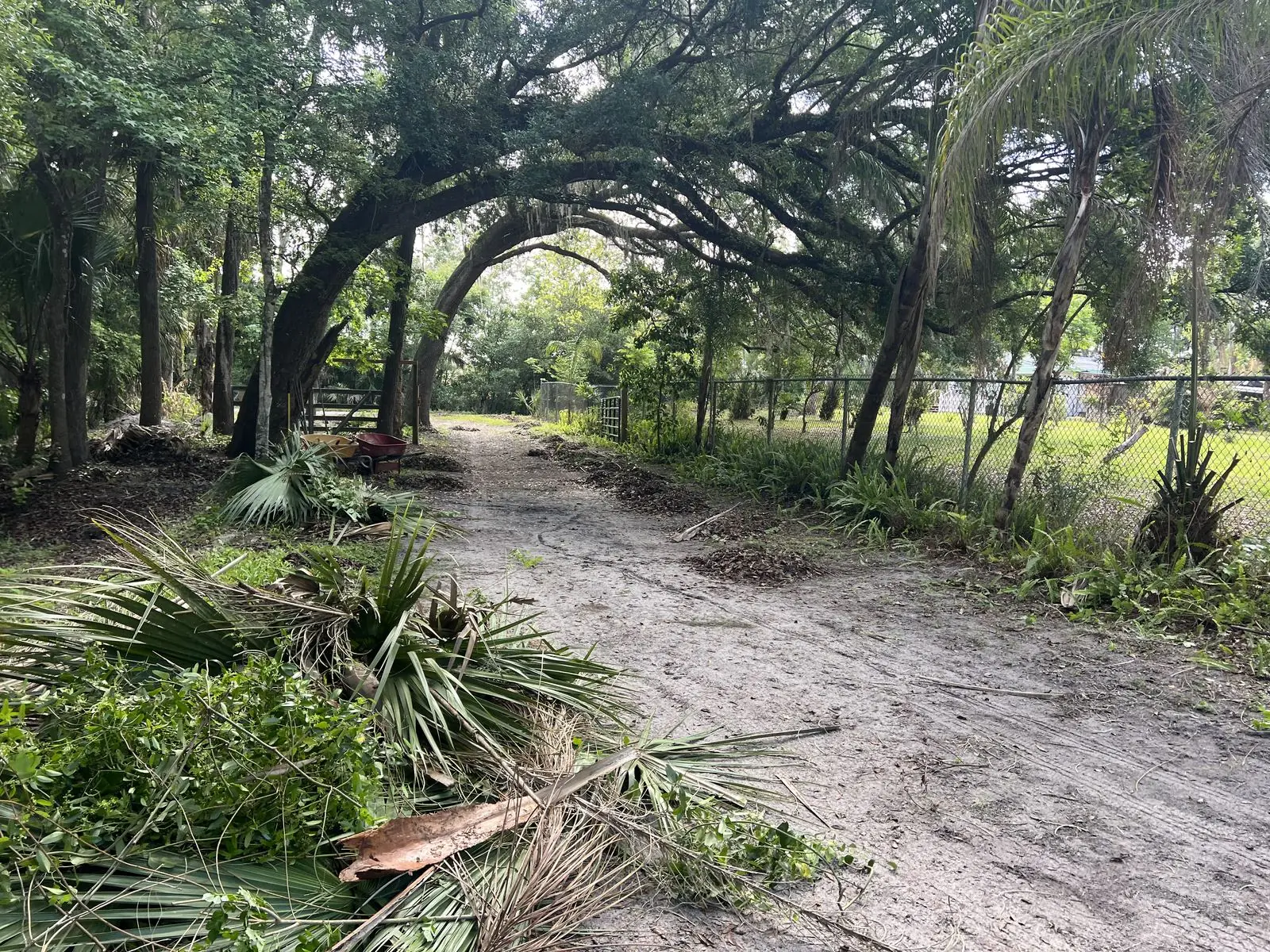 Cut palm fronds and brush piled along a sandy drive under an arch of live oaks after a property cleanup
